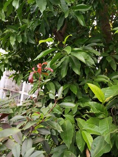 绿叶繁花的生机景象