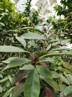 绿叶繁茂的室内植物景观