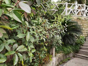 绿植环绕的户外石阶小径