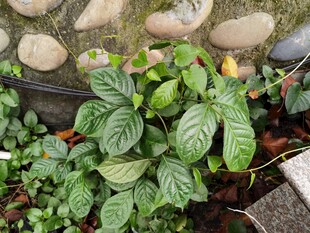 绿叶繁茂的地面植物景观
