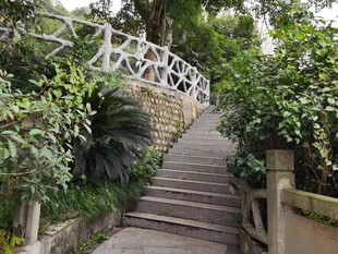 蜿蜒石阶旁的绿植景致