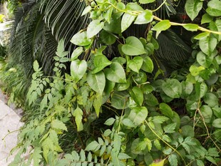 绿叶繁茂的植物景观