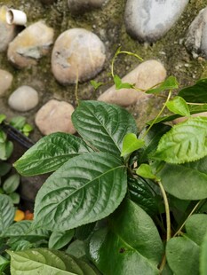 绿叶与石的自然景致