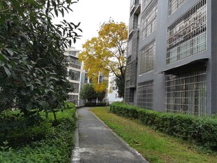 校园幽静小道与绿植建筑