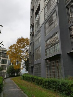 现代建筑旁的绿植小径