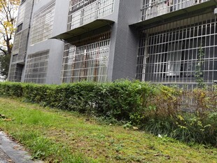 居民楼旁的绿植景观