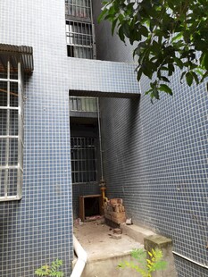 老旧楼房下的狗狗