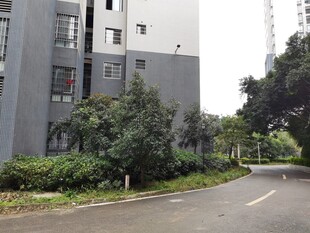 小区旁道路与绿植景观
