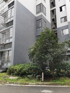 小区住宅楼旁绿植景观