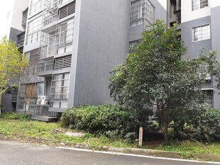 灰色楼房旁的绿植景观