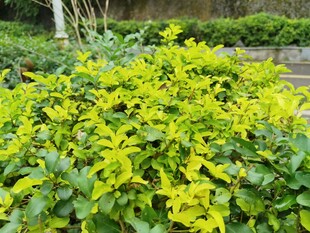 翠绿繁茂的植物景观