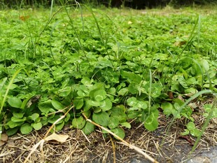 嫩绿青菜苗生长于田地间