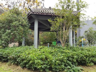 中式凉亭隐于绿植间