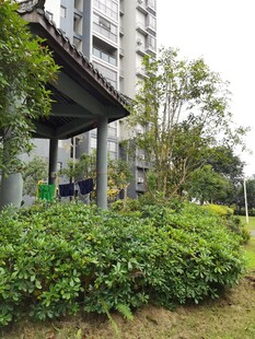 小区绿植与建筑景观