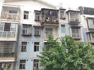 老旧居民楼与葱郁绿植