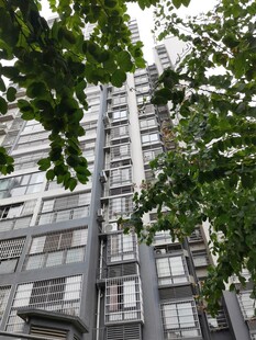 高楼旁繁茂的绿树