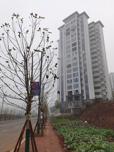 城市路旁高楼与光秃树木