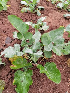 田间生长的绿色蔬菜植株