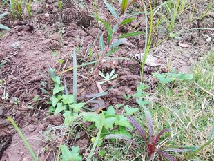 田间生长的多样绿色植物