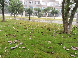 草地落叶与树木的户外景象