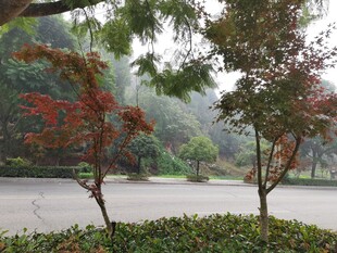 秋日林间小路景致