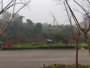 雾中停车场旁的树木景观