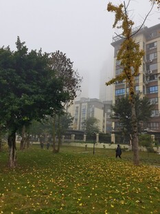 秋日草地落叶与树木景观