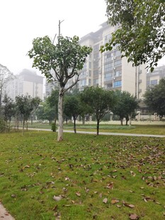 城市中的绿地与树木景观