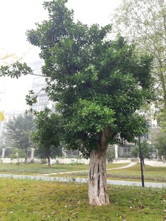 公园中葱郁的单棵大树