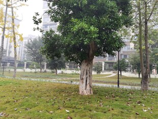 公园绿树草地景致