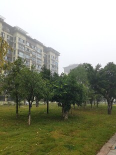 小区旁绿意盎然的草地树林