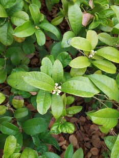 绿叶丛中的小白花