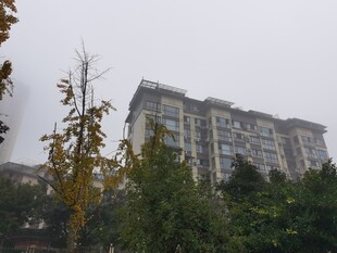 雾中高层住宅及周边树木