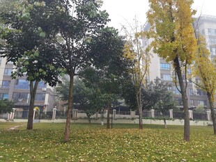 秋日公园落叶树木景致