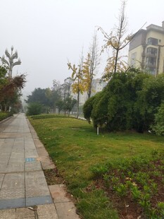 小区旁的静谧绿化小道