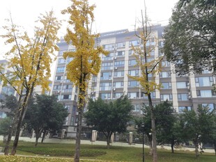 秋日小区旁的金黄树木