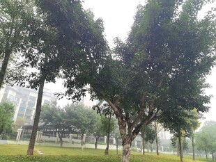 公园绿树成荫的清新景致