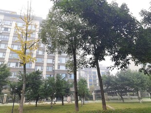 校园绿树与建筑景致