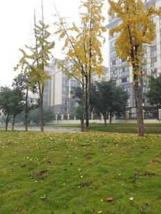 城市公园中的草地与树木