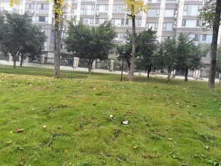 小区内的草地与树木景观