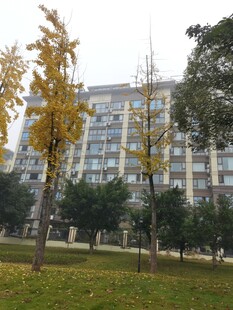 秋日校园中的建筑与树木