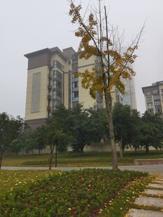 小区内的秋日景致