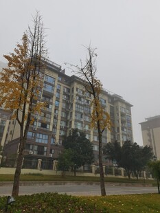 雾中高层住宅与金黄树木