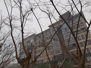 冬日光秃树木后的建筑物