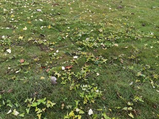 地面上的绿色植物与落叶