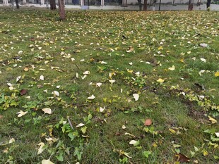 地面散落的缤纷落花