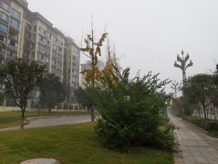 小区内的绿化景观小道