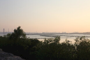 黄昏河畔绿植风景