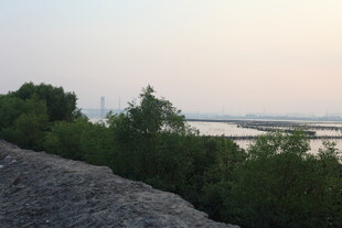 河畔绿植与开阔水域景观