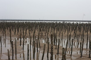 海边林立的木桩景观